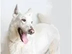 Adopt EDITH a White German Shepherd Dog  Mixed dog in Sacramento