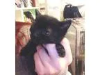 Adopt Fiona a All Black Domestic Shorthair (short coat) cat in H
