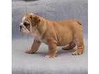 Healthy gbtbrgntdrn Akc reg English Bulldog pups
