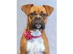 Adopt Doodle Bug a RedGoldenOrangeCh estnut - with White Boxer  