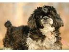 Adopt Harold a Shih Tzu