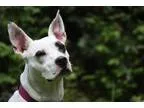 Adopt Aurora a Pit Bull Terrier Australian Cattle Dog (Blue Heel