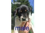 Adopt Hanz a Miniature Pinscher
