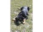 Adopt Izzy a Rottweiler