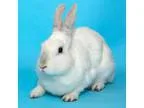 Adopt Lola a Bunny Rabbit