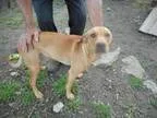 Adopt Bowser a Labrador Retriever