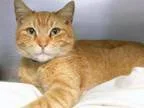 Adopt Morris a Tabby - Orange Domestic Short Hair