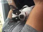 Lost Black and white Chihuahua