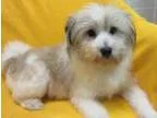 Adopt Winston a Japanese Chin