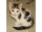 Adopt Wilona (baby girl) a Domestic Short Hair