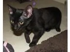 Adopt Vasilios (baby boy) a Domestic Short Hair