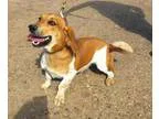 Adopt Patsy a Basset Hound Beagle