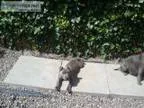 Blue staffordshire bull terriers puppies