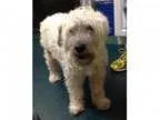 Adopt Lexx a Miniature Schnauzer Miniature Poodle Mixed dog in