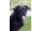 Adopt Jimmy a Wirehaired Terrier