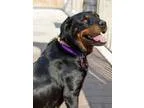 Adopt Honey a Rottweiler