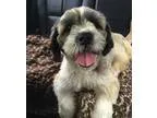 Adopt Penelope a White - with Tan Yellow or Fawn Lhasa Apso  Mix