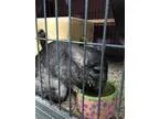 Adopt Nibbles a Chinchilla