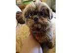 Adopt Brownie a BrownChocolate Shih Tzu  Mixed dog in Garland TX