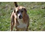 Adopt Billy a Labrador Retriever Hound