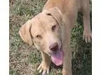 Adopt Katie - in Maine a TanYellowFawn Labrador Retriever  Mixed