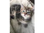 Cute babies Alaskan Klee kai puppies reagy now