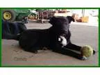 Adopt CORBIN a Border Collie