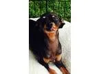 Adopt Daisy Mae a Miniature Pinscher