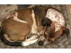 Adopt Rowdy a BrownChocolate - with White Jack Russell Terrier  