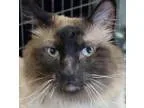 Adopt Leonardo a Siamese