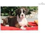Misty - Boxer Female