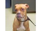 Adopt Jade a Boxer  Mixed dog in Escondido CA (15229816)