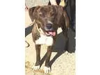 Adopt Raddick-Shelter a Hound