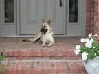 Adopt Adela a German Shepherd Dog