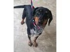 Adopt Abigail 3 a Beagle  Mixed dog in Chicago IL (15085513)