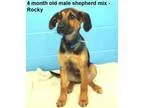 Adopt Rocky a Shepherd