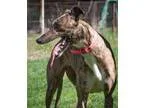 Adopt Kyra a Greyhound