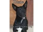 Adopt DIXXIE a Black Pointer  Mixed dog in Humble TX (13465829)