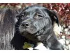 Adopt The Scream - Paintings Litter a Black - with White Rottwei