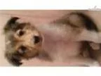 Devin - AKC Sheltie available