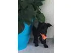Adopt Sampson Blount a Border Collie