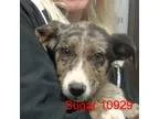 Adopt Sugar a Merle Australian Cattle Dog  Labrador Retriever  M