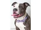 Adopt JOEY a Pit Bull Terrier  Mixed dog in Sacramento CA (15320