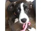 Adopt Scrabble a Labrador Retriever  Border Collie dog in Rancho