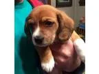 Adopt Banjo a Tricolor (TanBrown and Black and White) Basset Hou