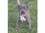 Sun american pit bull terrier puppies