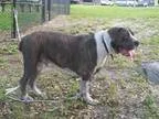 Adopt Dante a GraySilverSalt and Pepper - with White Cane Corso 