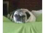 Adopt Frank a Pug