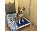 Adopt Colin a Beagle  Mixed dog in Menands NY (15243362)