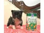 Tiny Teacup Morkie Puppy